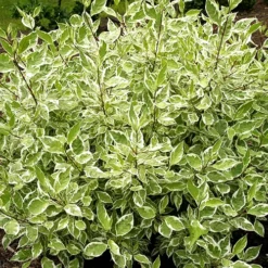 Ivory Halo Red Twig Dogwood -The Tree Center Ivory Halo Dogwood 1 copy jpg