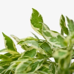 Ivory Halo Red Twig Dogwood -The Tree Center Ivory Halo Red Twig Dogwood 1G 02 1 600x600 1