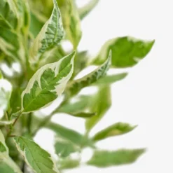 Ivory Halo Red Twig Dogwood