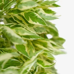 Ivory Halo Red Twig Dogwood -The Tree Center Ivory Halo Red Twig Dogwood 1G 05 copy 1 600x600 1