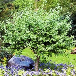 Jade Butterflies Ginkgo Tree -The Tree Center Jade Butterfly Maidenhair Tree 1 copy jpg webp