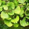 Jade Butterflies Ginkgo Tree