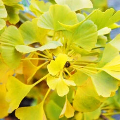 Jade Butterflies Ginkgo Tree -The Tree Center Jade Butterfly Maidenhair Tree 3 copy 600x600 1