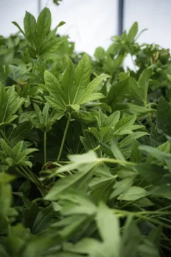 Japanese Aralia -The Tree Center JapaneseAralia copy 600x900 1