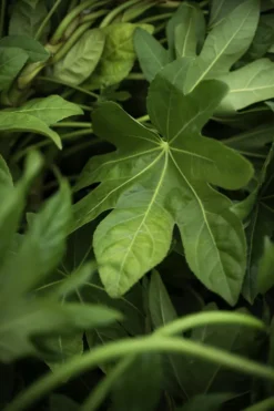 Japanese Aralia -The Tree Center JapaneseAralia2 600x900 1