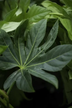 Japanese Aralia -The Tree Center JapaneseAralia3 600x900 1