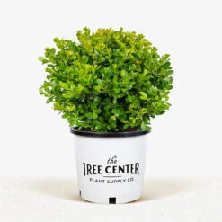 Japanese Littleleaf Boxwood -The Tree Center Japanese Boxwood 5G 01 600x600 1