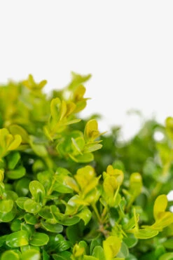 Japanese Littleleaf Boxwood -The Tree Center Japanese Boxwood 5G 02 copy 600x900 1