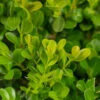 Japanese Littleleaf Boxwood