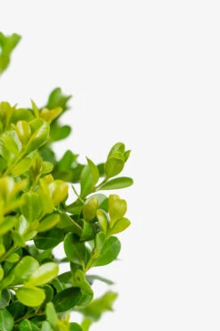 Japanese Littleleaf Boxwood -The Tree Center Japanese Boxwood 5G 04 copy 600x900 1