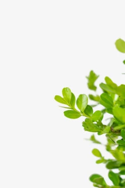 Japanese Littleleaf Boxwood -The Tree Center Japanese Boxwood 5G 05 copy 600x900 1