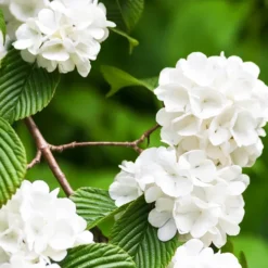 Japanese Snowball Viburnum -The Tree Center Japanese Snowball Viburnum 2 copy jpg webp