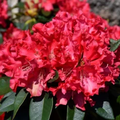 Jean Marie Rhododendron