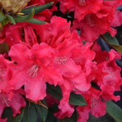 Jean Marie Rhododendron -The Tree Center Jean Marie Rhododendron 2 copy jpg