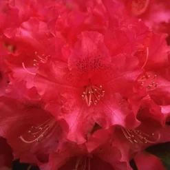 Jean Marie Rhododendron -The Tree Center Jean Marie Rhododendron 3 copy jpg