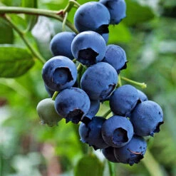 Jersey Blueberry -The Tree Center Jersey Blueberry 1 copy 600x600 1