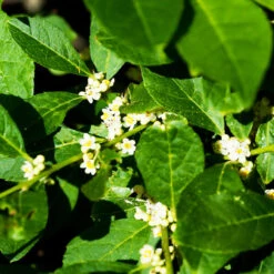 Jim Dandy™ Winterberry Holly -The Tree Center Jim Dandy Winterberry 1 copy 600x600 1