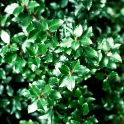 Jim Dandy™ Winterberry Holly -The Tree Center Jim Dandy Winterberry 2 copy jpg webp