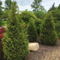 Junior Giant Arborvitae