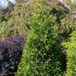 Junior Giant Arborvitae -The Tree Center Junior Giant Arborvitae 3 copy jpg