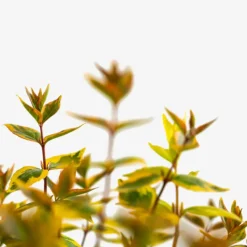 Kaleidoscope Abelia -The Tree Center Kaleidoscope Abelia 3G 02 1 600x600 1