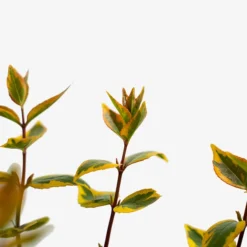 Kaleidoscope Abelia -The Tree Center Kaleidoscope Abelia 3G 06 1 600x600 1