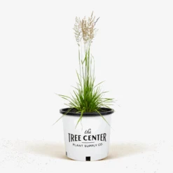 Karl Foerster Feather Reed Grass 6 Karl Foerster Feather Reed Grass -The Tree Center Karl Forester Feathered Reed Grass 3G 01 600x600 1