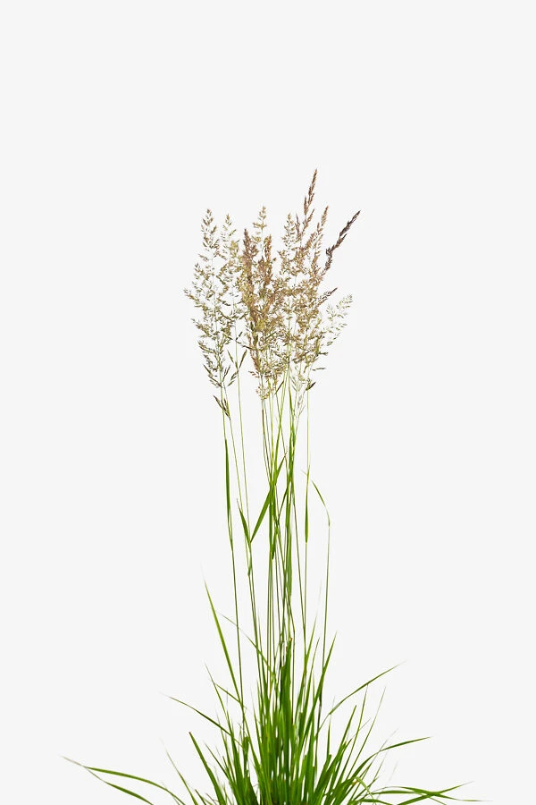 Karl Foerster Feather Reed Grass 2 Karl Foerster Feather Reed Grass - Image 2