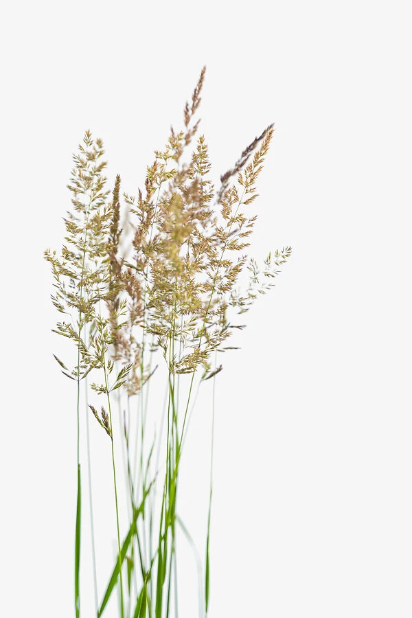 Karl Foerster Feather Reed Grass 4 Karl Foerster Feather Reed Grass - Image 4