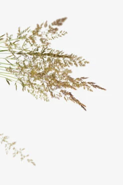 Karl Foerster Feather Reed Grass