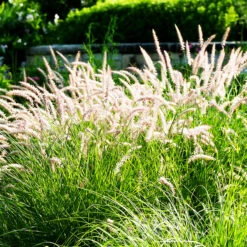 Karley Rose Fountain Grass 7 Karley Rose Fountain Grass -The Tree Center Karly Rose Fountain Grass 2 copy 600x600 1