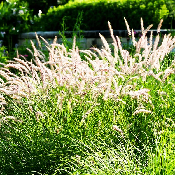 Karley Rose Fountain Grass 4 Karley Rose Fountain Grass - Image 4