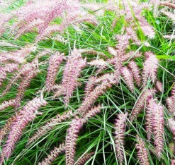 Karley Rose Fountain Grass 6 Karley Rose Fountain Grass -The Tree Center Karly Rose Fountain Grass 3 copy 600x568 1