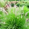Karley Rose Fountain Grass