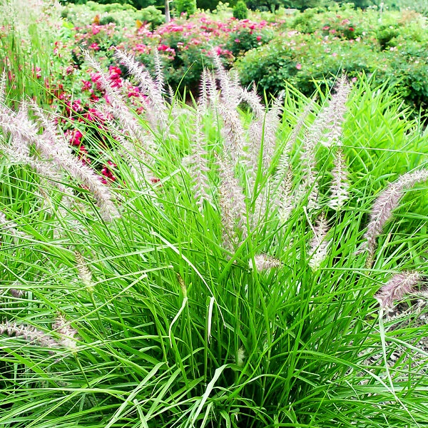 Karley Rose Fountain Grass 1 Karley Rose Fountain Grass