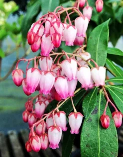 Katsura Pieris -The Tree Center Katsura Pieris 2 copy jpg webp