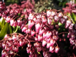 Katsura Pieris -The Tree Center Katsura Pieris 3 copy 600x450 1
