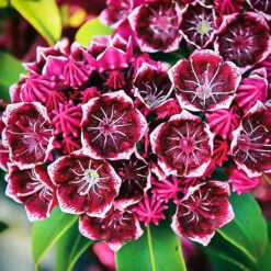 Keepsake Mountain Laurel