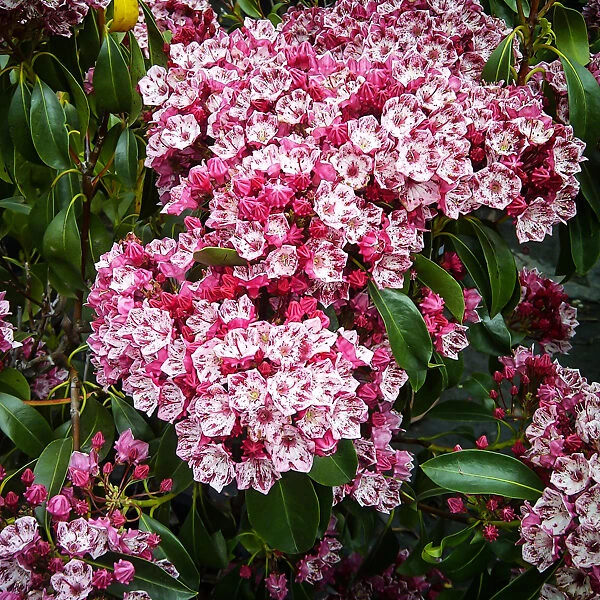 Keepsake Mountain Laurel 4 Keepsake Mountain Laurel - Image 4