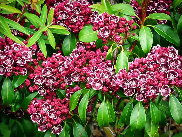 Keepsake Mountain Laurel 2 Keepsake Mountain Laurel - Image 2