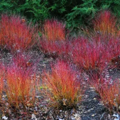 Kelsey's Dwarf Red Twig Dogwood -The Tree Center Kelsey Red Twig Dogwood 2 copy jpg