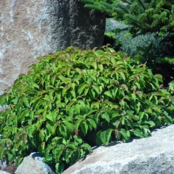 Kelsey's Dwarf Red Twig Dogwood -The Tree Center Kelsey Red Twig Dogwood 3 copy jpg