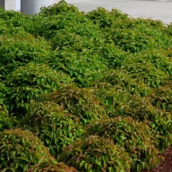 Kelsey's Dwarf Red Twig Dogwood