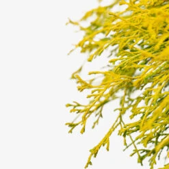 Kings Gold Cypress -The Tree Center Kings Gold Cypress 3G 04 copy 2 600x600 1