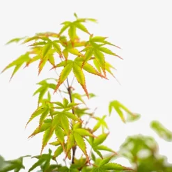 Kiyohime Japanese Maple -The Tree Center Kiyohime Japanese Maple 3G 03 copy jpg