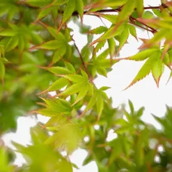 Kiyohime Japanese Maple
