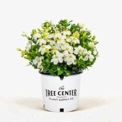 Kleim's Hardy Gardenia 9 Kleim's Hardy Gardenia -The Tree Center Kleims Hardy Gardenia 3G 01 1 600x600 1
