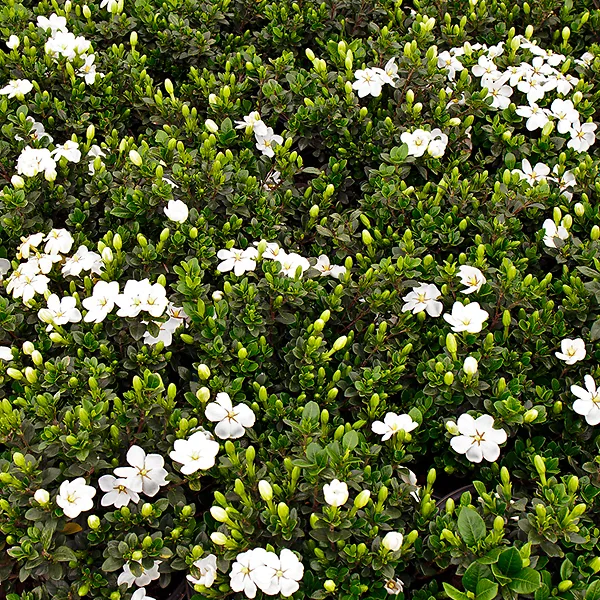 Kleim's Hardy Gardenia 2 Kleim's Hardy Gardenia - Image 2