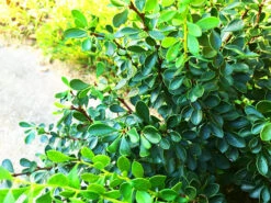 Kobold Barberry -The Tree Center Kobold Barberry 3 600x450 1