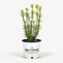 Korean Gold Plum Yew -The Tree Center Korean Gold Plum 2G 01 600x600 1